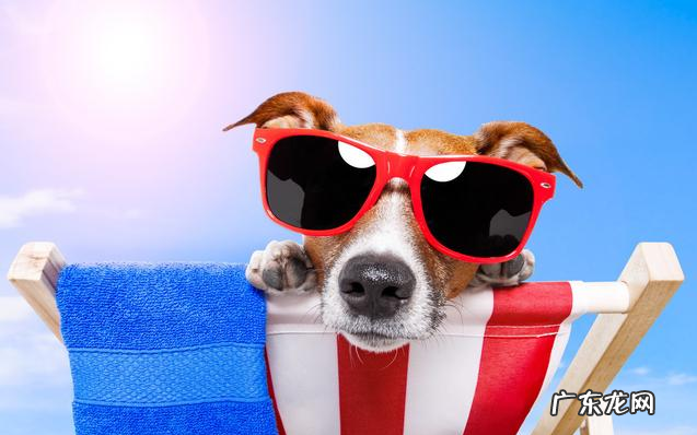 “知了声声叫着夏季”,又是一年夏季到,狗狗们应当怎样度暑?