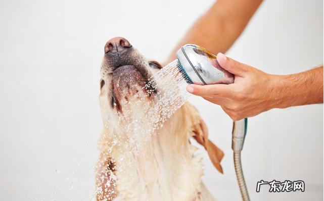 “知了声声叫着夏季”,又是一年夏季到,狗狗们应当怎样度暑?