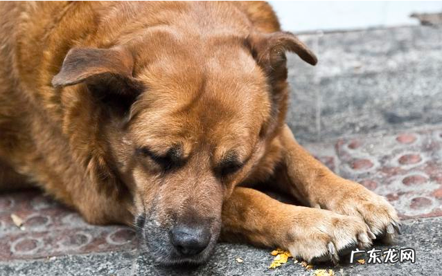“知了声声叫着夏季”,又是一年夏季到,狗狗们应当怎样度暑?
