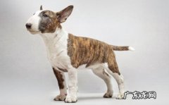 【本人养宠物心得分享】牛头梗拉软便还能吃荤吗，牛头梗拉软便要喂哪些