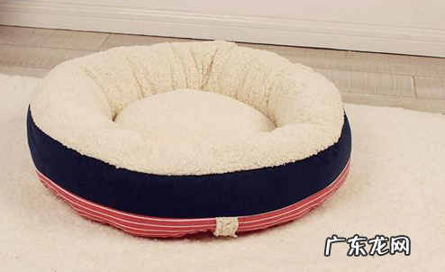 柯基拉稀忌食一晚,柯基拉稀停食有什么用