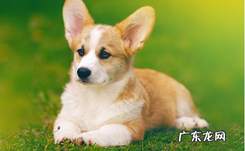 柯基拉稀忌食一晚,柯基拉稀停食有什么用