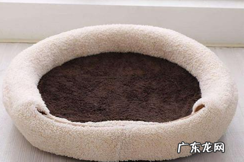 狗狗拉稀不喝水该怎么办,狗狗拉稀不想要喝水