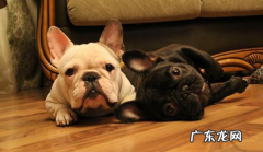 狗狗拉稀不喝水该怎么办，狗狗拉稀不想要喝水