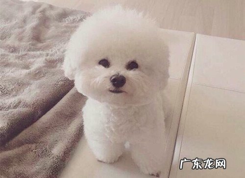 养宠物心得分享：比熊耳朵里面里有糊状的东西，比熊耳朵里面里发粘异味重