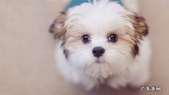 【本人养宠物心得分享】狗狗着凉感冒有点儿打喷嚏，要给打喷嚏的狗狗吃什么药