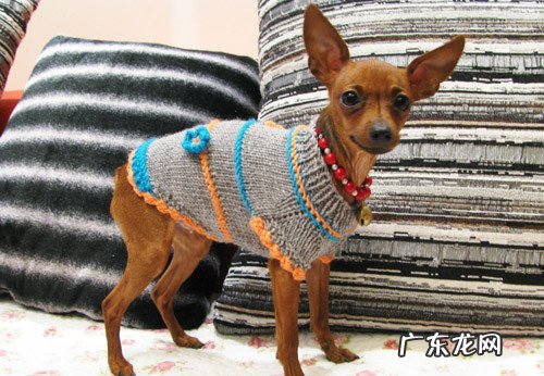 【本人养宠物心得分享】狗狗着凉感冒有点儿打喷嚏，要给打喷嚏的狗狗吃什么药