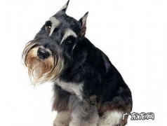 【本人养宠物心得分享】雪纳瑞眼睛有红血丝是啥难题