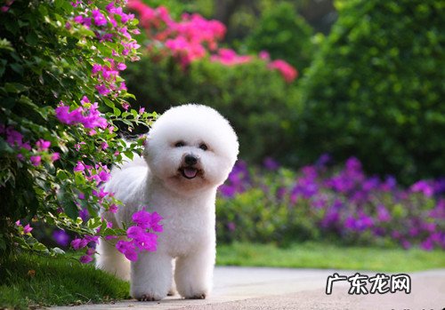 比熊耳朵便便如何解决，比熊耳朵臭如何一会事