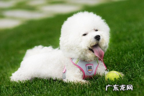 比熊耳朵便便如何解决，比熊耳朵臭如何一会事