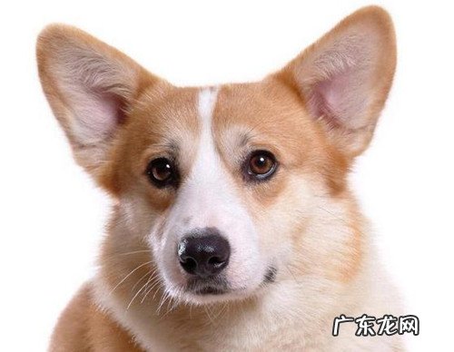 【养宠物心得分享】柯基耳朵里面为何那麼臭是否有耳螨了