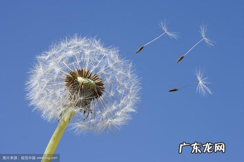 描写蒲公英开放的句子 【抖音文案】关于描写蒲公英句子