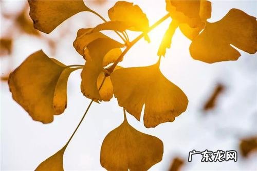 银杏叶拍照怎么发朋友圈 【抖音文案】银杏叶拍照发朋友圈的优美句子