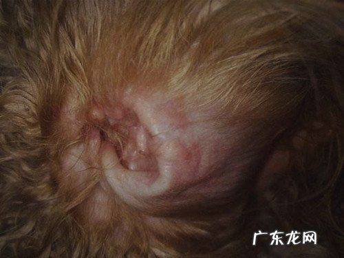 【养宠物心得分享】狗狗耳螨如何完全医治，狗耳螨如何治疗才不发作