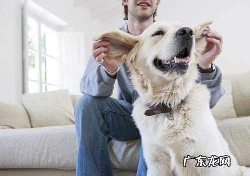 【养宠物心得分享】狗狗耳螨如何完全医治，狗耳螨如何治疗才不发作