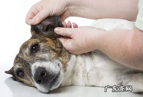 【养宠物心得分享】狗狗耳螨如何完全医治，狗耳螨如何治疗才不发作