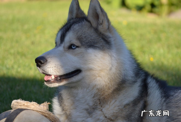 假如小狗恶心呕吐拉肚子怎么办？防止比紧急也要关键！ 记牢了！