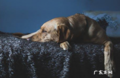 假如小狗恶心呕吐拉肚子怎么办？防止比紧急也要关键！ 记牢了！