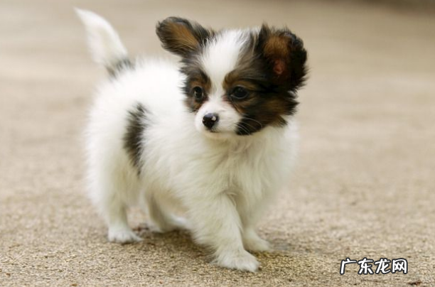 假如小狗恶心呕吐拉肚子怎么办？防止比紧急也要关键！ 记牢了！