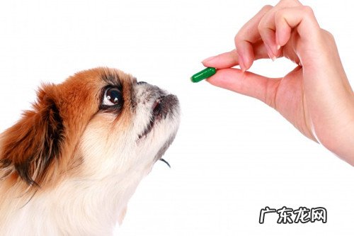 两月幼狗拉稀注射吗,2月小狗狗拉稀必须注射吗