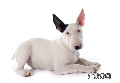 【养宠物心得分享】牛头梗耳朵里面被耳屎装满，牛头梗耳朵里面全是耳屎