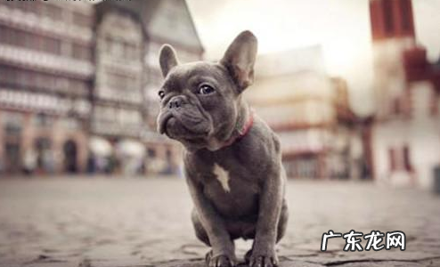 法斗耳屎是哪些的,法斗耳屎黑发出臭味一切正常吗