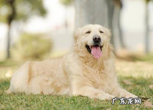 金毛不想要吃钙片,金毛不要吃钙片喂什么补钙