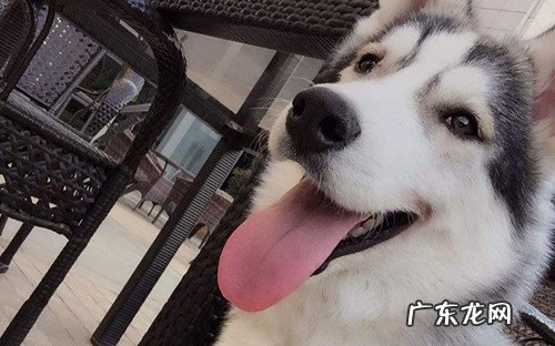 养狗知识:狗狗拉大便最终出黄液,狗狗拉肚子拉黄液