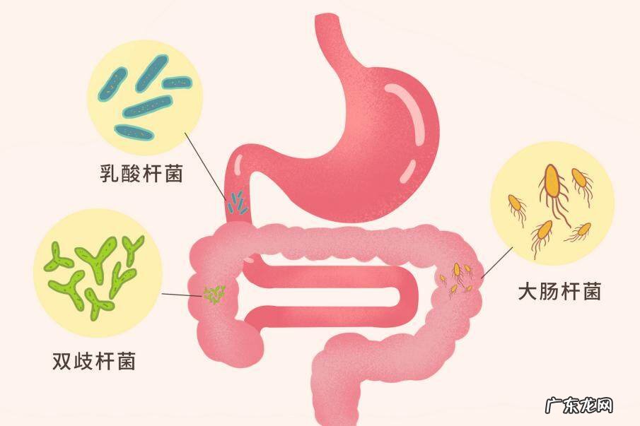 益生菌五大品牌推荐 益生菌哪个牌子好