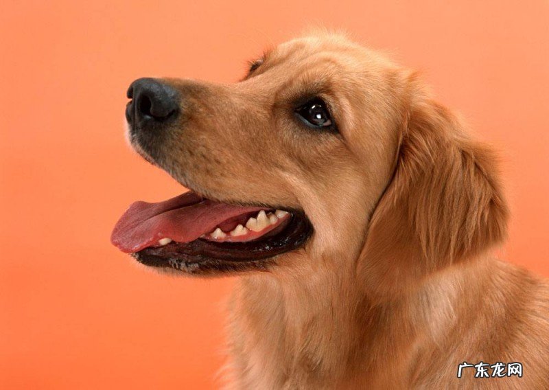 【本人养宠物心得分享】狗狗大便不成形粘稠，3月狗狗大便不成形