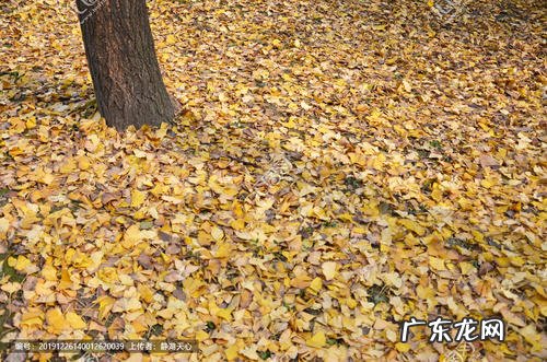 描写秋天银杏树的优美句子20字 【抖音文案】描写秋天银杏树落叶的优美句子