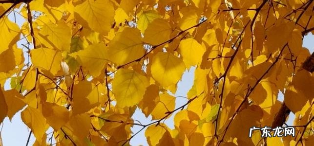 描写秋天银杏树的优美句子20字 【抖音文案】描写秋天银杏树落叶的优美句子