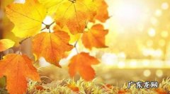 描写秋天银杏林的唯美句子 【抖音文案】银杏唯美句子秋天