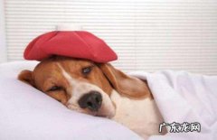 如何分辨狗是否挑食，狗狗如何是挑食