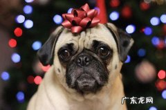 【养宠物经验分享】巴哥一个鼻头流鼻水，巴哥为何一直流鼻涕