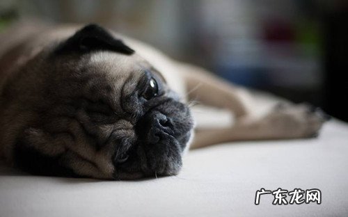 【养宠物经验分享】巴哥一个鼻头流鼻水，巴哥为何一直流鼻涕