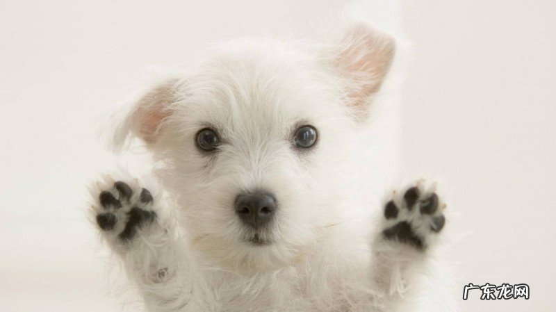 养宠物小趣事：小狗风湿病摸它会痛吗，小狗风湿病一抱就叫