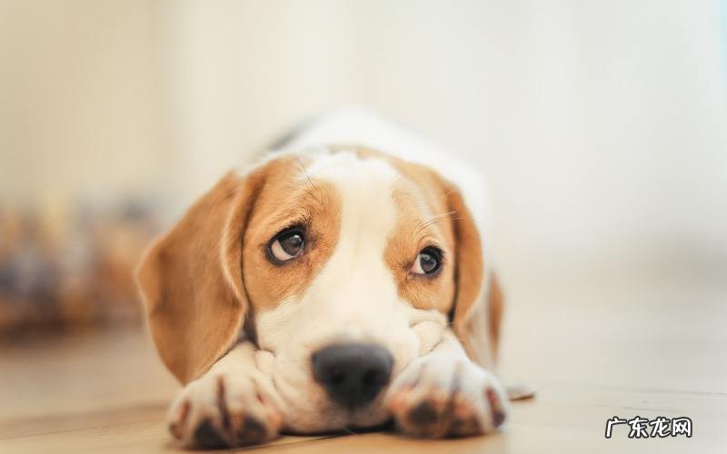 养宠物小趣事：小狗风湿病摸它会痛吗，小狗风湿病一抱就叫