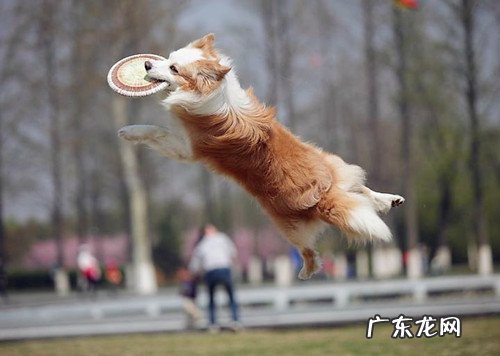 小狗没除虫会偏食吗,小狗没有除虫偏食应该怎么办