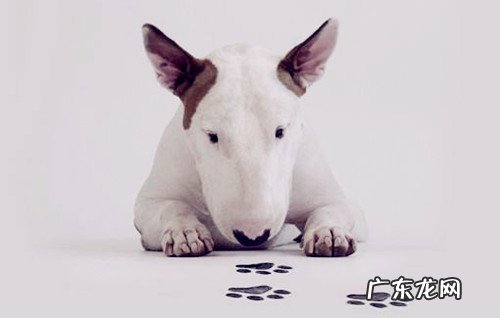 小狗没除虫会偏食吗,小狗没有除虫偏食应该怎么办