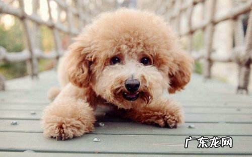 【自己养动物经验分享】小泰迪发烧感冒如何测体温,小泰迪感冒体温一切正常如何处理