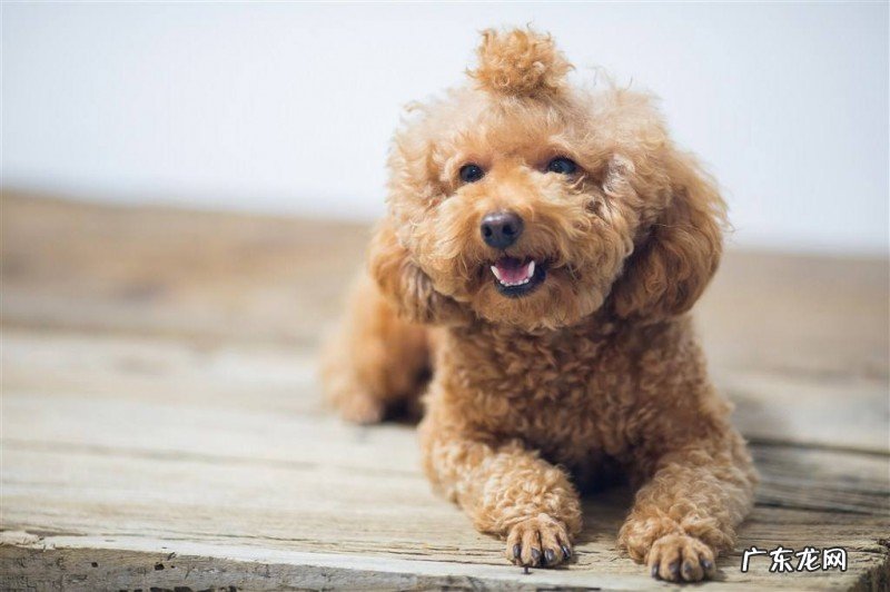 【自己养动物经验分享】小泰迪发烧感冒如何测体温,小泰迪感冒体温一切正常如何处理