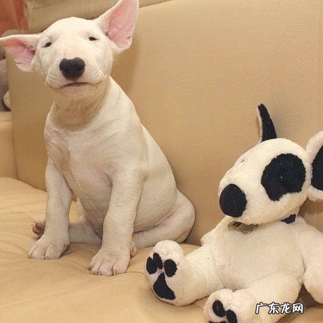 【养动物经验分享】牛头梗恶心干呕拉水状大便,牛头梗拉水状大便能饮水吗