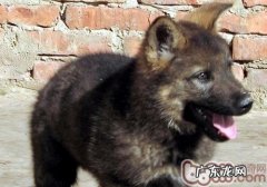 训练小狗的益处有什么