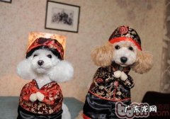 怎样教小狗做吉祥如意