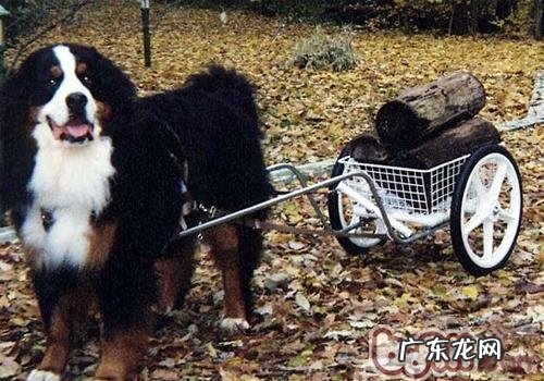 伯恩山犬好训炼吗