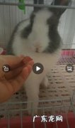 兔子的品种带图介绍 兔品种