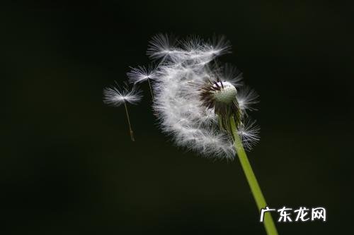 蒲公英的花可以张开合上改为比喻句怎么写 【抖音文案】蒲公英的比喻句怎么写