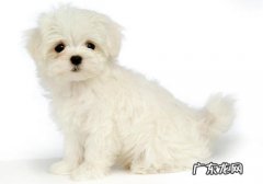 玩赏犬训炼要注意什么