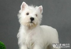 如何处理狗狗吃便便的问题